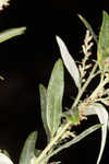 Common wormwood 